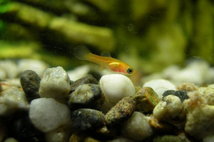 Frys: перемістити, щоб вижити Frys: перемістити, щоб вижити